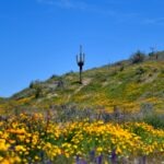 home renovation scottsdale